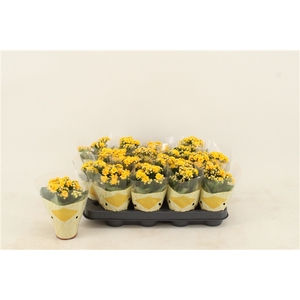 Kalanchoe Double, Le Chic Yellow