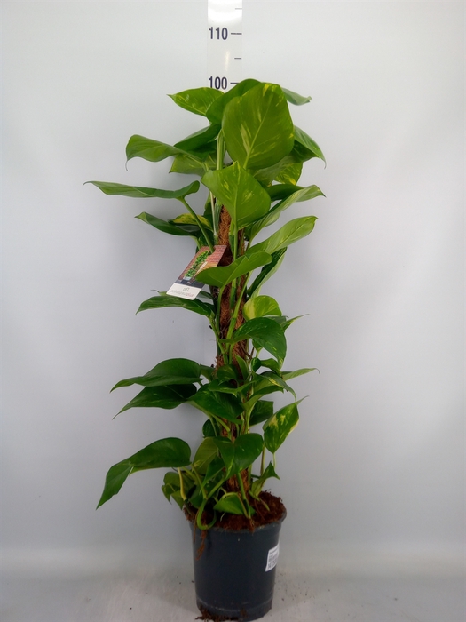 <h4>Epipremnum pinn.   ...moss stick</h4>
