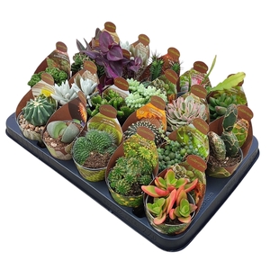 MIX CACTUS AND SUCCULENTS POT Ø 6,5 - COLLECTION-TRAY 20 PCS (CACTUS EN SUCCULENTEN)