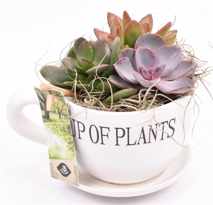 <h4>Keramiek "cup of plants"10cm</h4>
