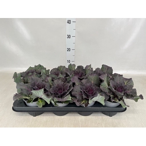 Brassica oler.