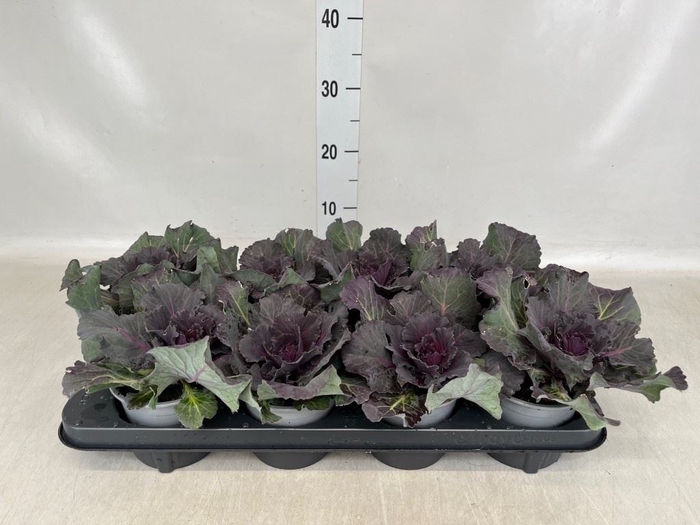 <h4>Brassica oler.</h4>