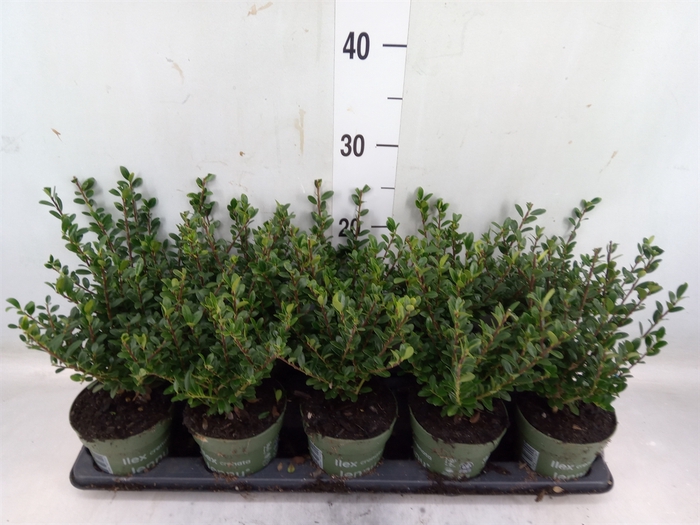 <h4>Ilex crenata 'Jenny'</h4>