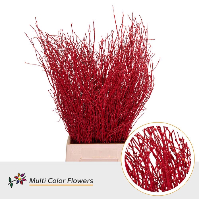 <h4>BETULA BIRCH DYED RED</h4>