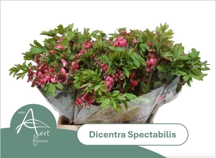 <h4>DICENTRA SPECTABILIS</h4>