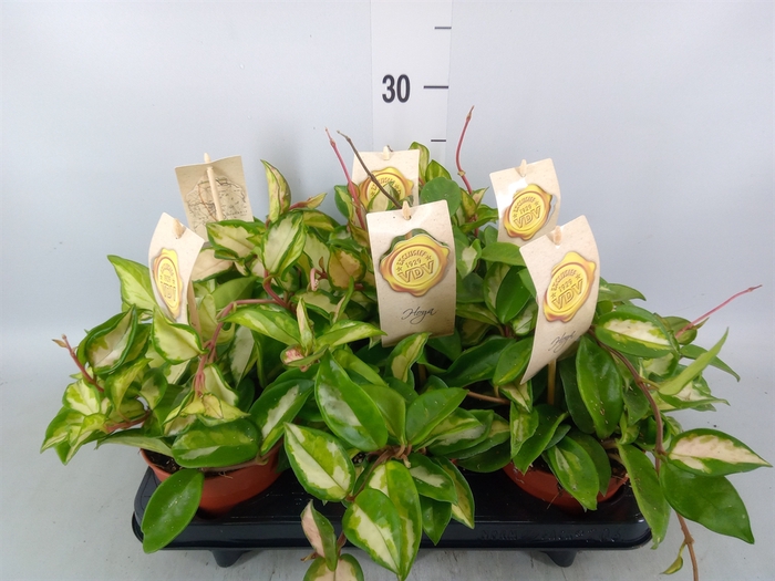 <h4>Hoya carnosa 'Tricolor'</h4>