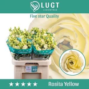 EUST G ROSITA YELLOW