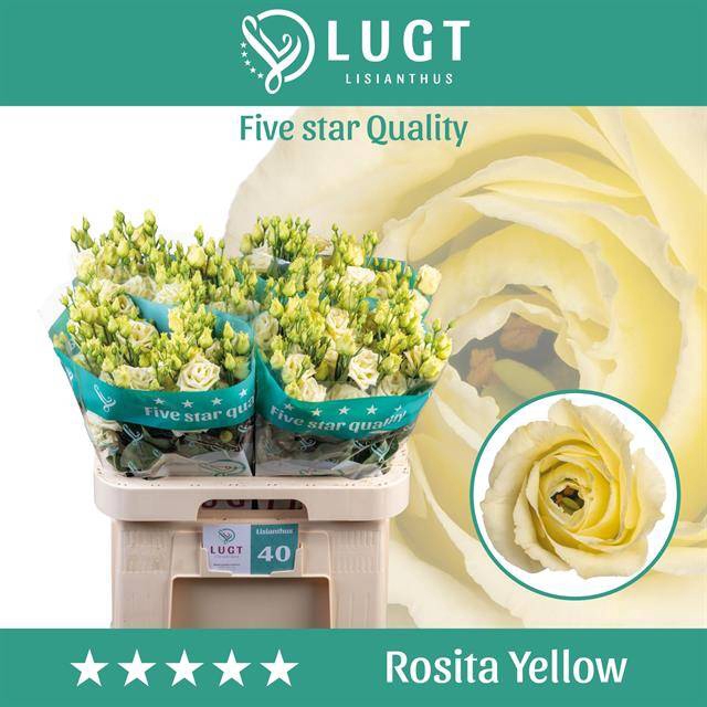 <h4>EUST G ROSITA YELLOW</h4>
