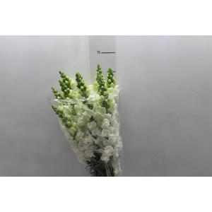 B. DE L MONACO WHITE 070 CM