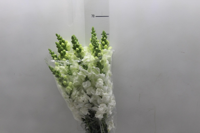 B. DE L MONACO WHITE 070 CM