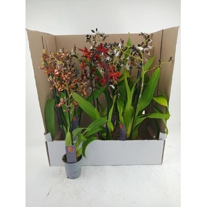 ORCHIDEEEN GEM