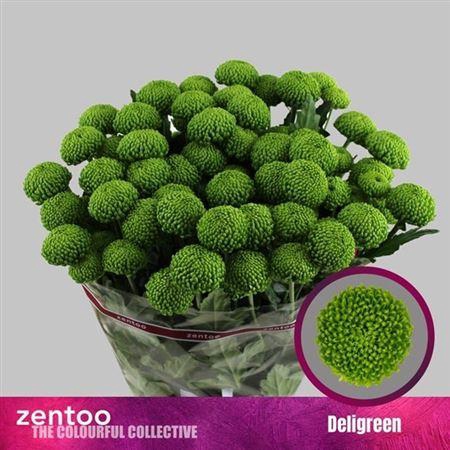 <h4>Chr T Deligreen</h4>