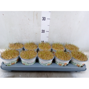 Hordeum sp.   ...kattegras zaai
