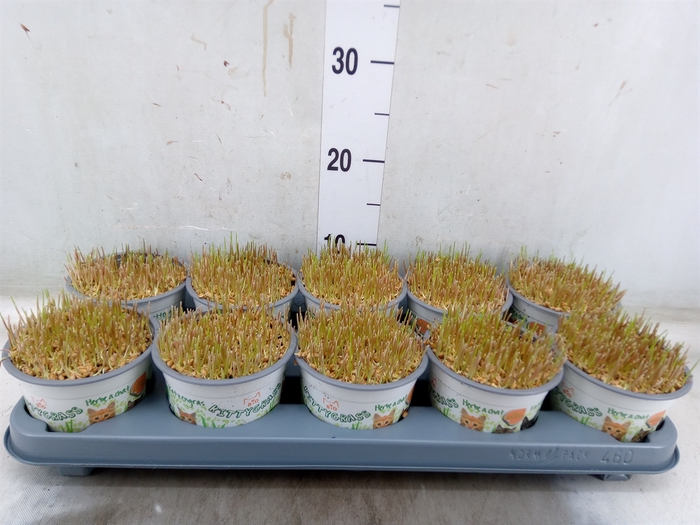 <h4>Hordeum sp.   ...kattegras zaai</h4>
