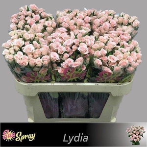 Rosa spray lydia