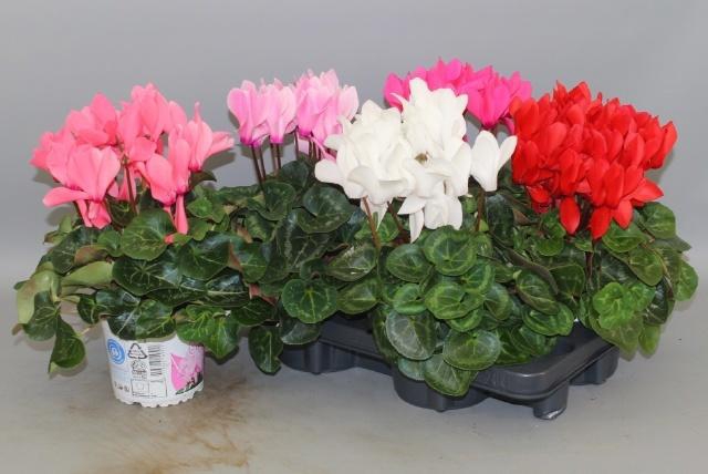 <h4>CYCL GR SUP XL</h4>