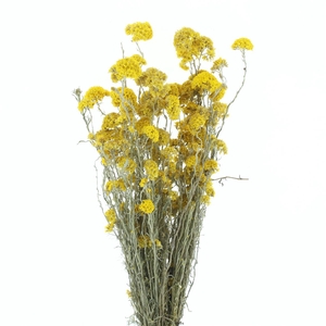 Dried Helipterum Sanfordi