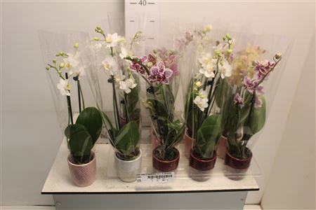 <h4>Phal Mini 2 Branches 12+ In Keramiek</h4>