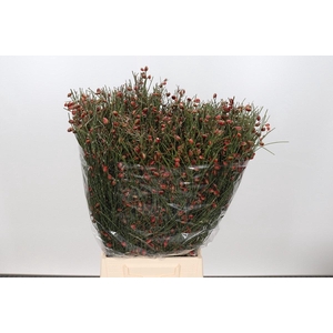 Genista Berries Red