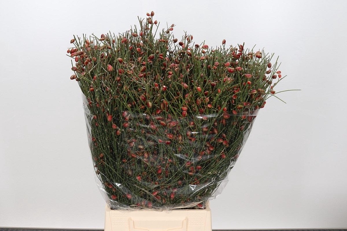 <h4>Genista Berries Red</h4>