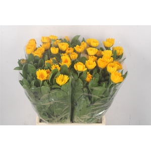 Calendula Yellow