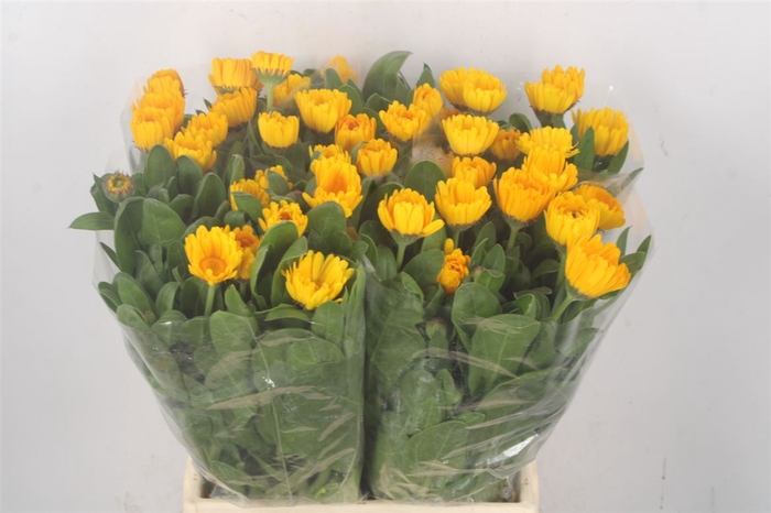 <h4>Calendula Yellow</h4>