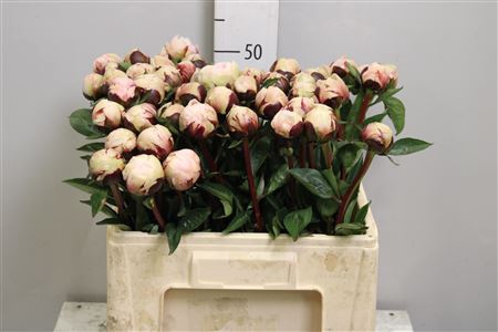 <h4>Paeo Reine Hortens Rose</h4>
