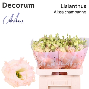 Lisianthus Alissa champagne 70cm