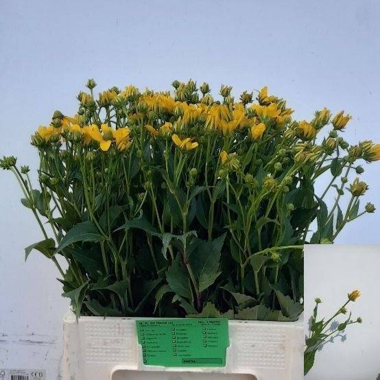 <h4>RUDBECKIA NITIDA</h4>