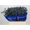 Eryngium Blue Dynamite