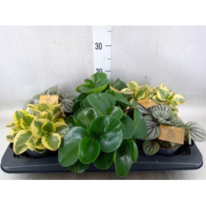 Peperomia   ...mix