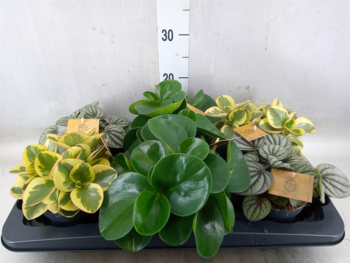 <h4>Peperomia   ...mix</h4>
