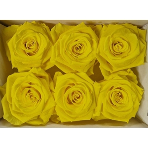 Ro Pres Classic Yellow