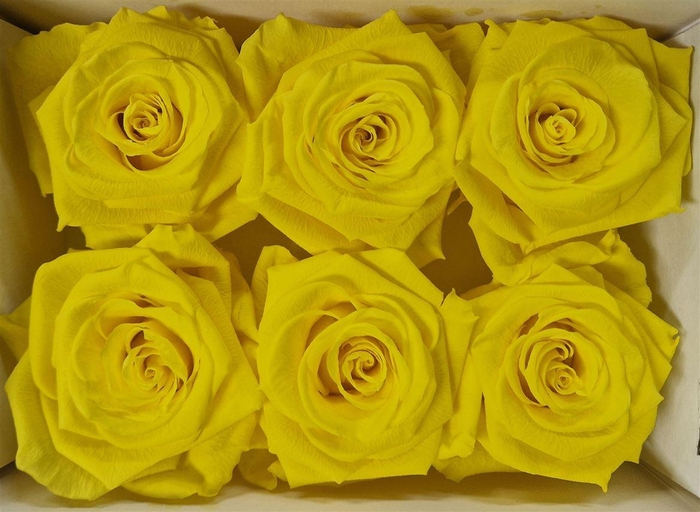 <h4>Ro Pres Classic Yellow</h4>