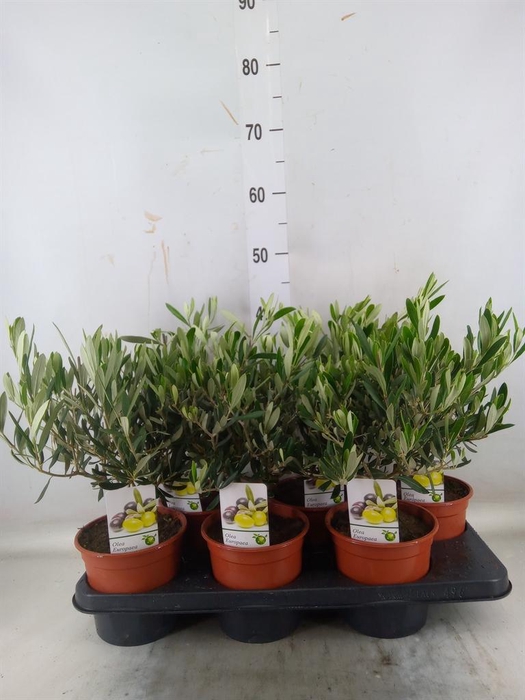 <h4>Olea europaea</h4>