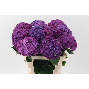 Hydr M Roy Anasta Bl