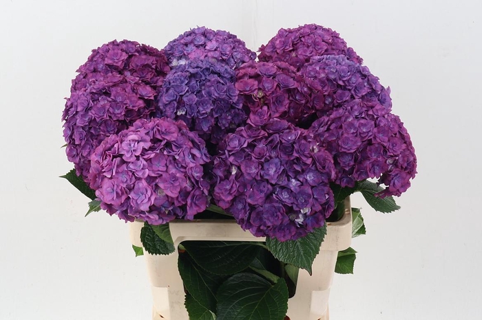 <h4>Hydr M Roy Anasta Bl</h4>