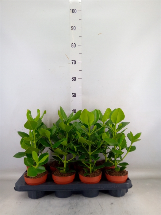 <h4>Clusia rosea 'Princess'</h4>