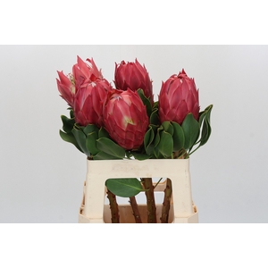 Protea Cynaroides Red Rex