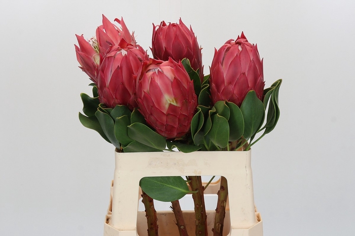 Protea Cynaroides Red Rex