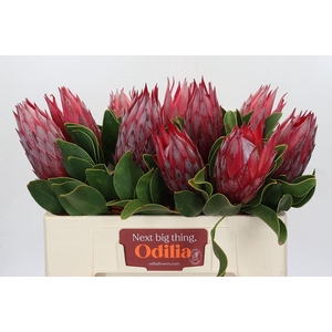 Protea Cynaroides Madiba