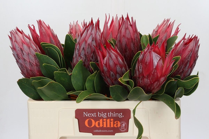 <h4>Protea Cynaroides Madiba</h4>