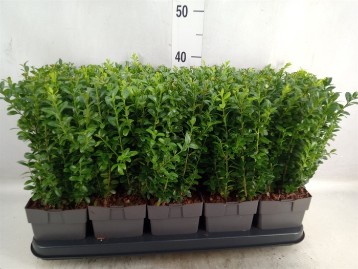 <h4>Buxus semp.   ...</h4>