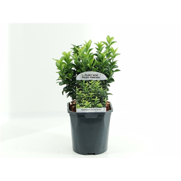 <h4>Euonymus jap. 'Green Spire'</h4>