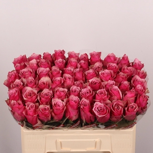 R GR MAJESTIC ATHENA