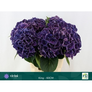 HYDR M ROYAL KING