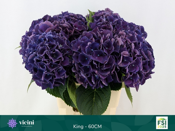 <h4>HYDR M ROYAL KING</h4>