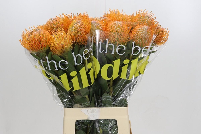 <h4>Nutans Soleil</h4>