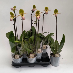 PAPH MULTIFLOWER GEM