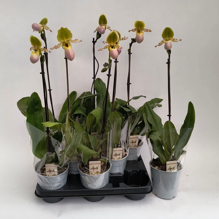 <h4>PAPH MULTIFLOWER GEM</h4>